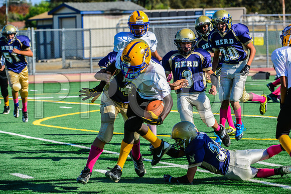 Jr Midgets Elk Grove Herd-26