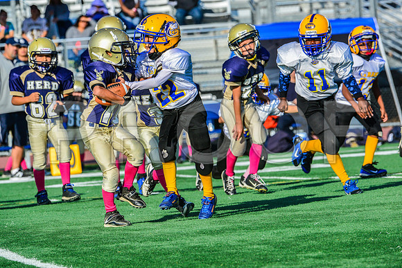 Mighty Mites Elk Grove Herd-5