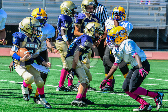 PEE WEE Elk Grove Herd-8