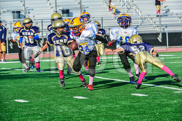 Mighty Mites Elk Grove Herd-14