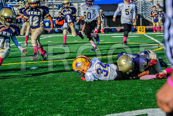 Mighty Mites Elk Grove Herd-15
